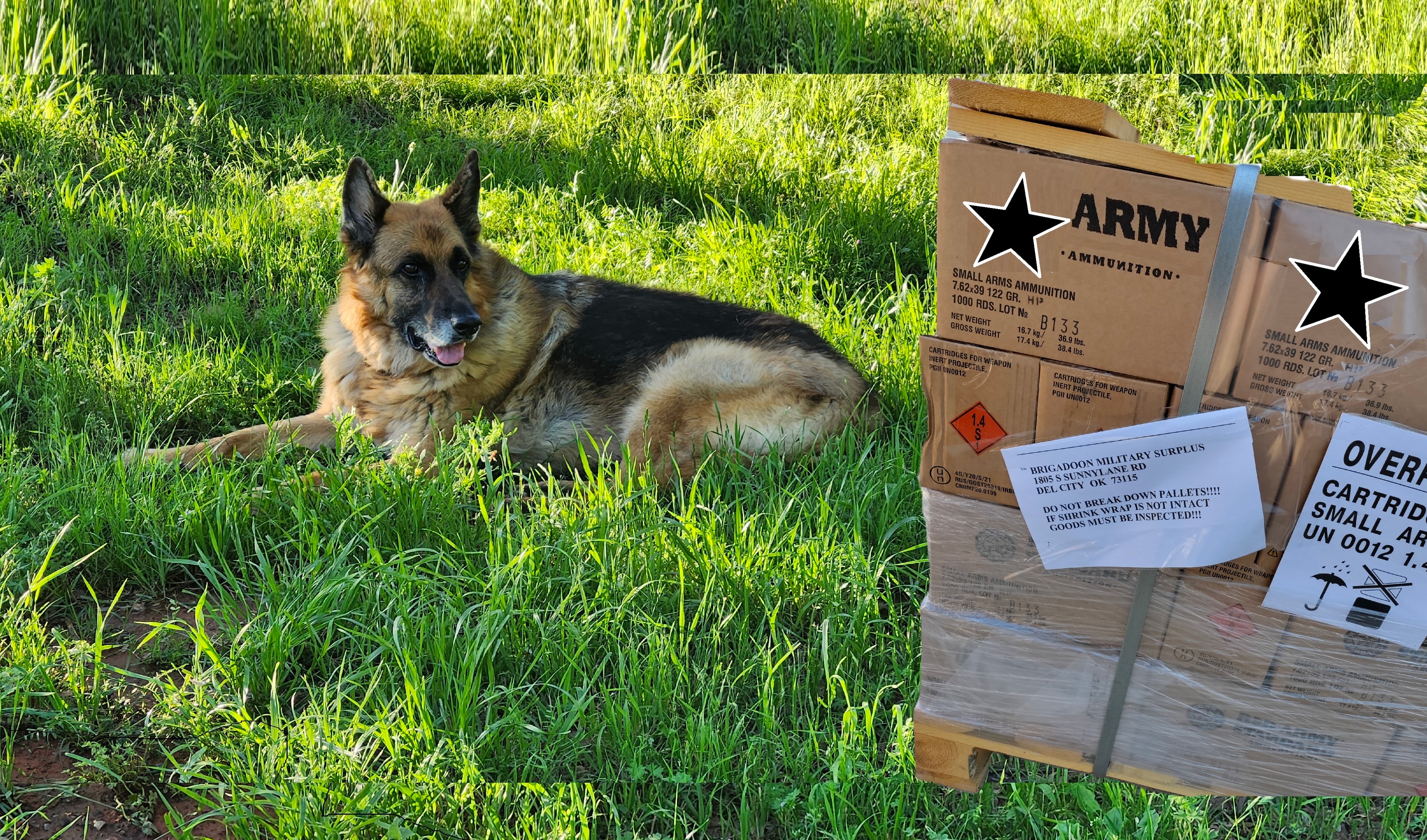 Ruger the dog guarding a pallet of ammo at Brigadoon Military Surplus
