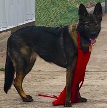 K9 working dog with red leash